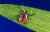 Small tick on a blade of grass