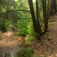 Creek Trail Photo