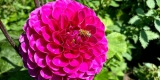 Bee on Dahlia