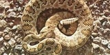 Rattlesnake