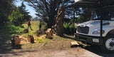 Tree removal at the proposed pedestrian bridge site