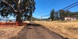 Clearing and grubbing of the trail