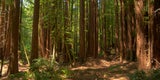 Pescadero Creek Park