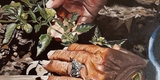 Painting of realistic looking hands and plants