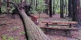 Tree Down at Azalea Campground