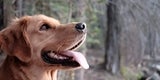 Dog-Friendly Camping at Memorial Park