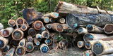 Logs in Pescadero Creek Park