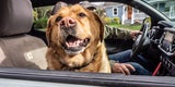 Dog at truck window