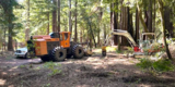 Forest Health Work at Pescadero Creek Park