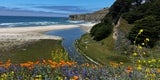 Tunitas Creek Beach and Spring Flowers