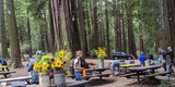 Banner of a picnic among the redwoods