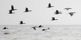 Cormorants flying over coastal waters