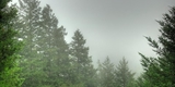 Fog at Mt. Ellen Summit Trail