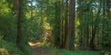 Bravo Fire Road trail Photo