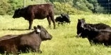 Cattle