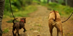 dogs-on-leash.jpg
