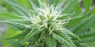 Marijuana buds