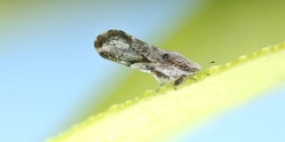 Asian Citrus Psyllid