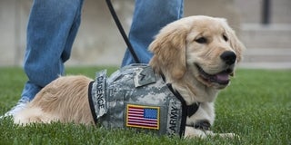Service Dog