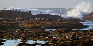 Fitzgerald Marine Reserve Seals & Tidepools