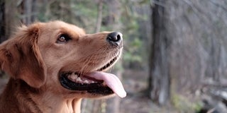Dog-Friendly Camping at Memorial Park