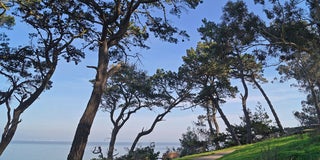 Coyote Pt. Park trees
