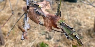 Western Tussock Moth Caterpillar Infestation at Flood Park