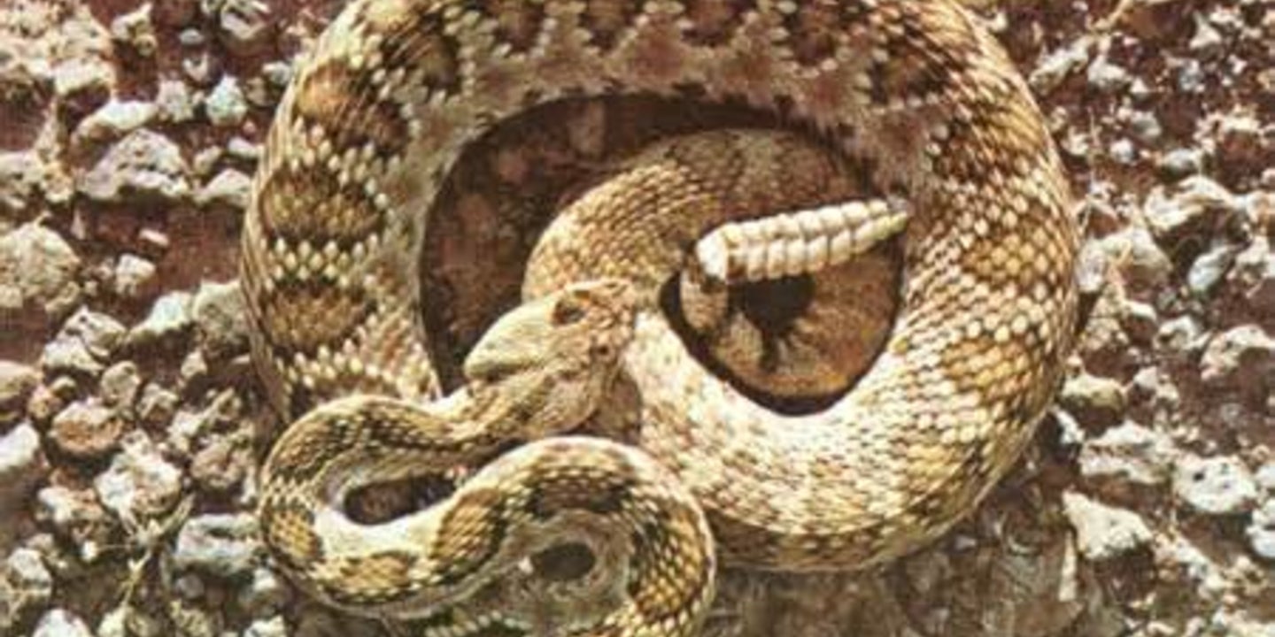 Watch for Rattlesnakes at Edgewood Park | County of San Mateo, CA
