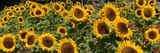 Sunflower Photo