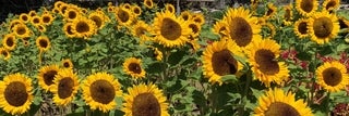 Sunflower Photo