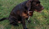 Dog sitting in grass
