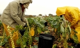 Workers at Cabrillo Farms harvest brussel sprouts by hand following a morning rain.
