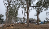 Eucalyptus Tree Removal 