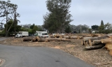 Eucalyptus Tree Removal