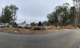 Eucalyptus Tree Removal 