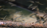 A school of three-spined sticklebacks floating in a sunlit eddy of a stream.