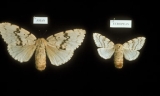 European and Asian Gypsy Moth