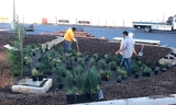 Bioswale planting in lower parking lot