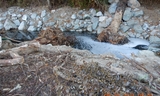 Downstream of bridge – fish resting pools and logs with rootwad installed for habitat (post-construction)