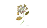 Watercolor print of a hydrangea flower, muted blues and lilac petals
