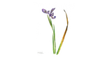 Watercolor print of purple Iris with green stem