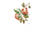 Watercolor print red flowering gum and green leaves