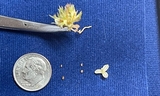 Leptosiphon croceus seeds