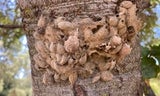 Western Tussock Moth Husks
