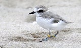Western Snowy Plover