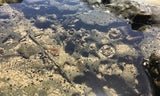 Tidal Zone Rocks at Tunitas Creek Beach