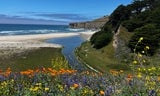 Tunitas Creek Beach and Spring Flowers
