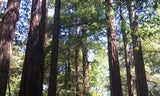 Redwood trees at Memorial Park
