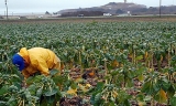 Farmer working in field of vegetable crops