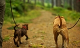 dogs-on-leash.jpg